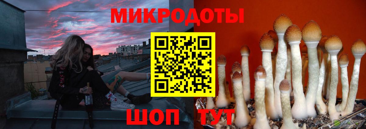 Галлюциногенные грибы Psilocybine cubensis  Кохма 